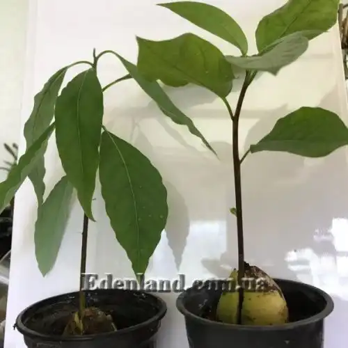 Изображение саженцы в продаже