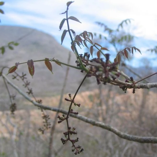 Зображення початок цвітіння