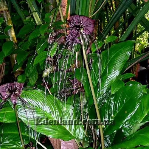 Зображення Такка Шантр'є - Tacca chantrieri