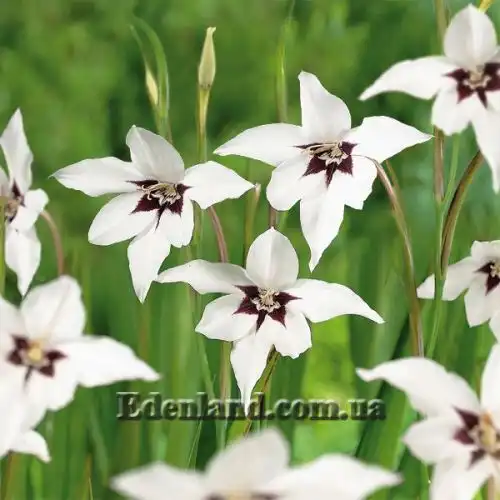 Изображение Ацидантера двухцветная - Acidanthera bicolor