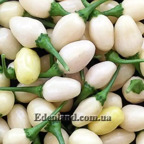 Изображение Перец Хабанеро белый  - Habanero White