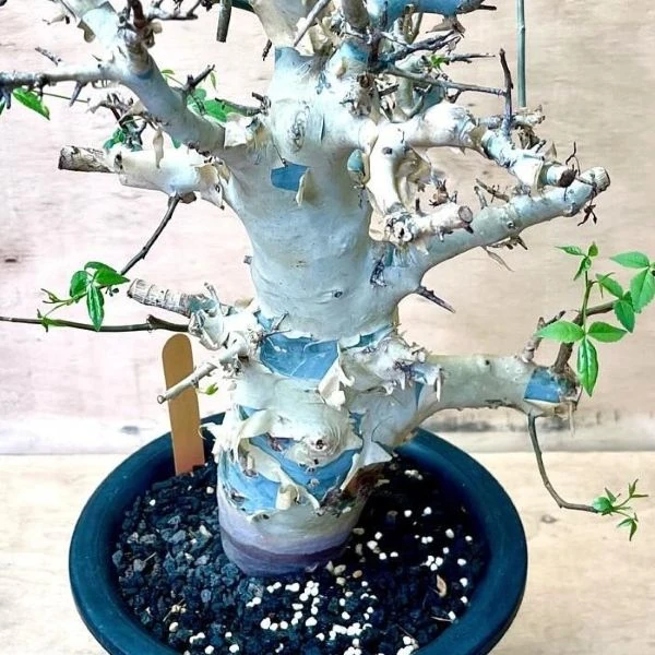 Комміфора Емінії  - Commiphora eminii    