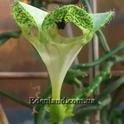 Зображення Церопегія Сандерсона - Ceropegia sandersonii