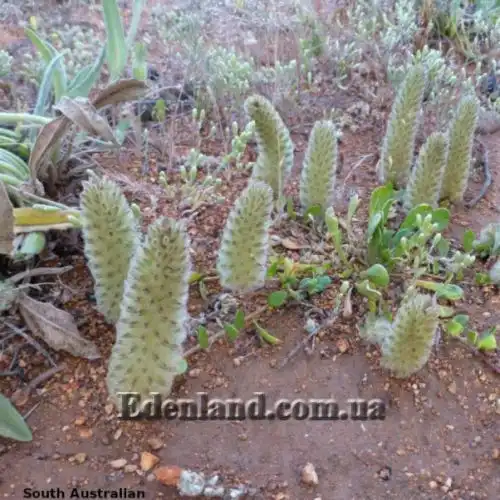 Изображение Птилотус лапатчатый - Ptilotus spathulata