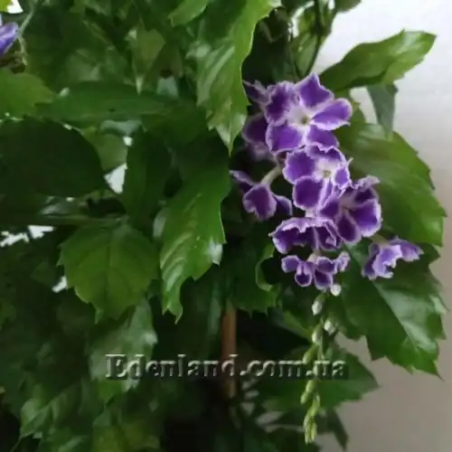 Изображение Дуранта ползучая - Duranta repens