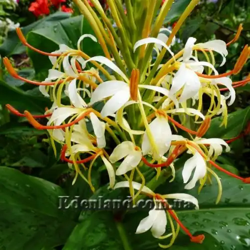 Гедихиум колосистый - Hedychium spicatum