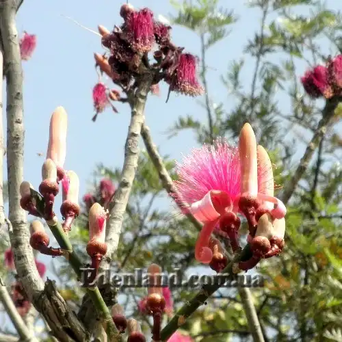 Изображение цветы и бутоны