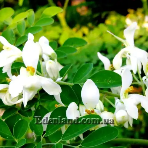 Изображение цветение