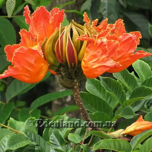 Изображение Спатодея колокольчатая - Spathodea campanulata 