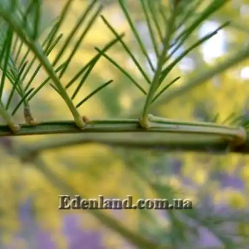 Изображение Акация низбегающая - Acacia decurrens