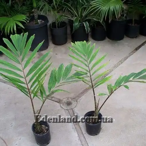 Изображение молодые растения