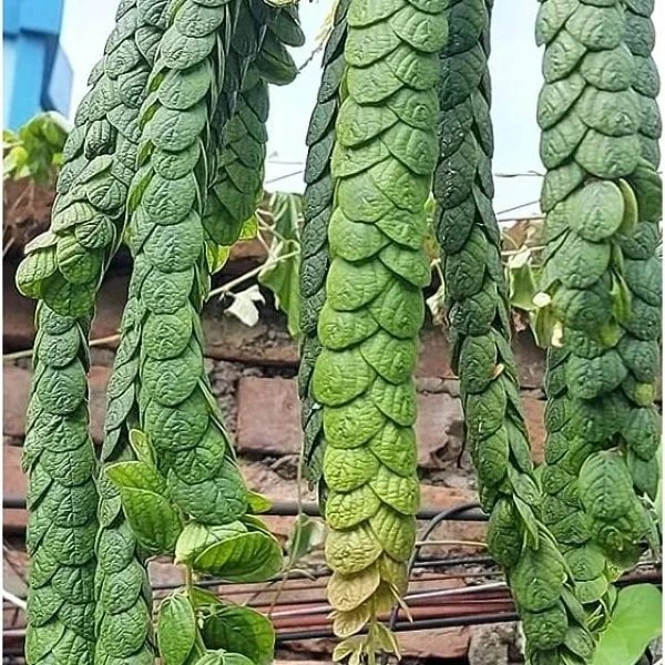 Філлодій гарний - Phyllodium pulchellum 