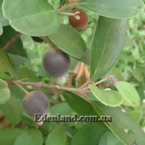 Изображение Родомирт войлочный - Rhodomyrtus tomentosa