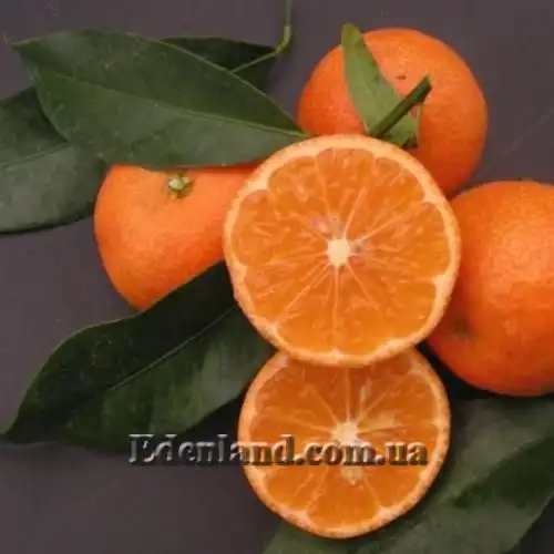 Зображення Клементин - Citrus clementina