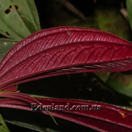 Изображение Центрадения крупнолистная - Centradenia grandifolia