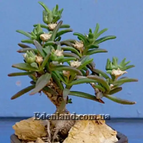 Изображение Местоклема крупнокорневищная - Mestoklema Macrorhiza