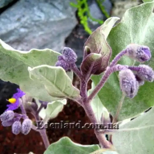Изображение Паслен шерстистолистный - Solanum lasiophyllum 