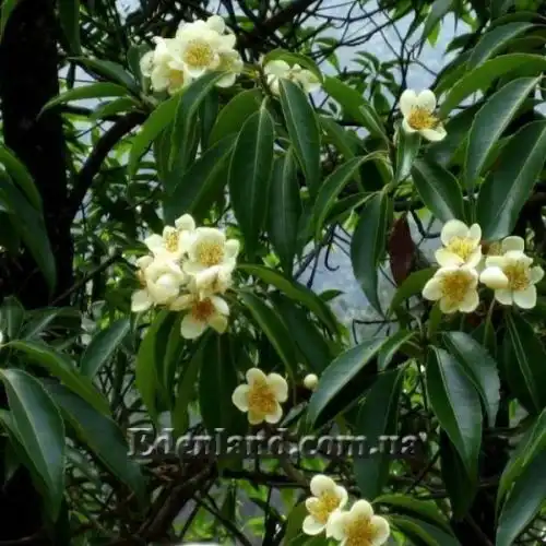 Изображение Схима роскошная - Schima superba