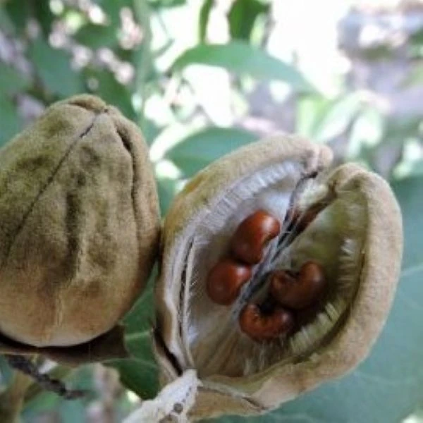 Зображення Лагунарія Патерсона - Lagunaria patersonii