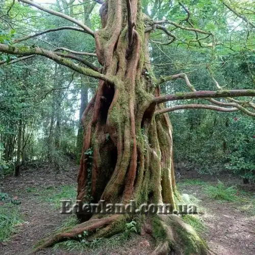 Зображення Метасеквоя гліптостробоподібна - Metasequoia glyptostroboides