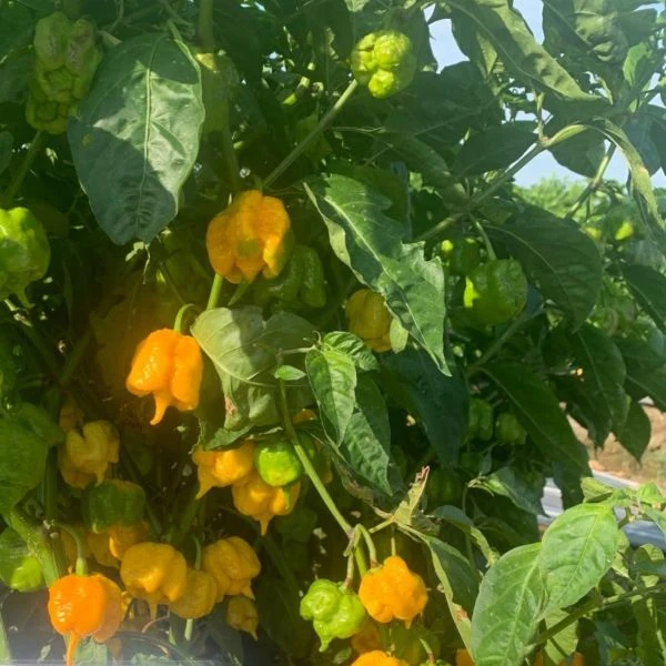 Зображення Перець Кароліна Ріпер жовтий - Carolina Reaper Yellow