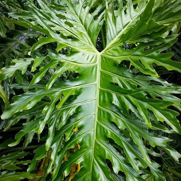 Зображення Тауматофіллум двоперисторозсічений (Філодендрон Селло) - Thaumatophyllum bipinnatifidum 