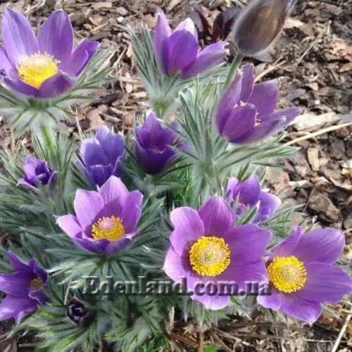 Зображення Пульсатилла звичайна - Pulsatilla vulgaris
