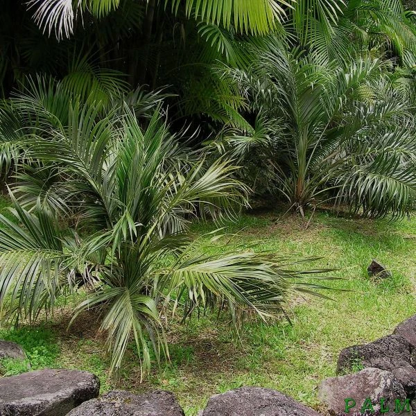 Зображення Алагоптера піщана - Allagoptera arenaria 