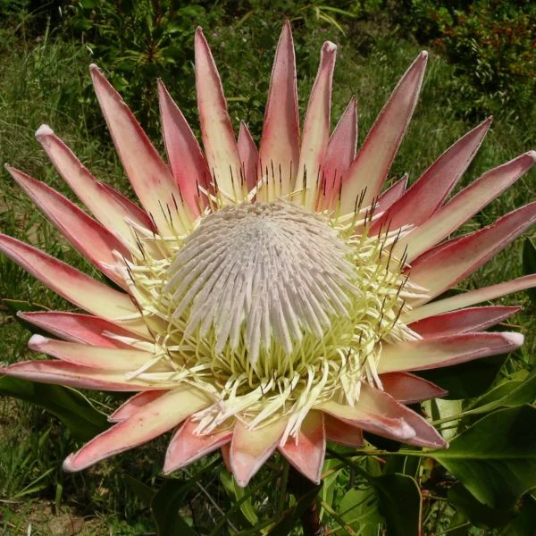 Изображение Протея цинаровидная  - Protea cynaroides