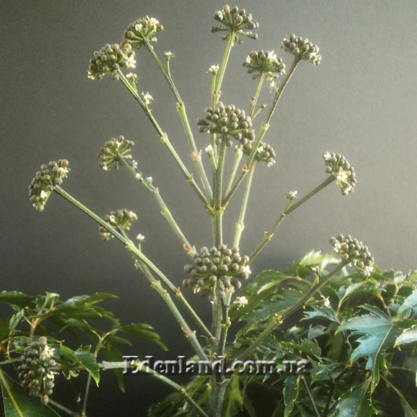 Зображення Полісціас чагарниковий - Polyscias fruticosa