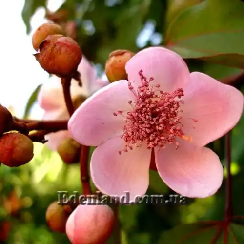 Изображение Бикса Орельяна - Bixa orellana red