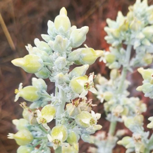 Зображення Каланхое Лусія - Kalanchoe luciae