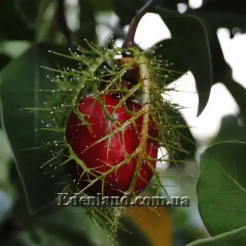 Изображение Пассифлора вонючая (гибискусолистная) - Passiflora foetida v.hibiscifolia
