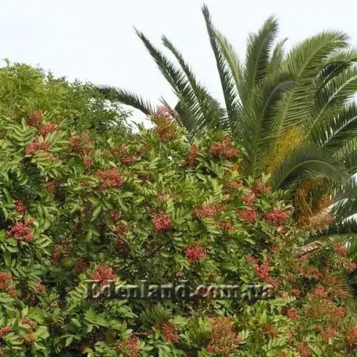 Изображение Шинус фисташколистный - Schinus terebinthifolius