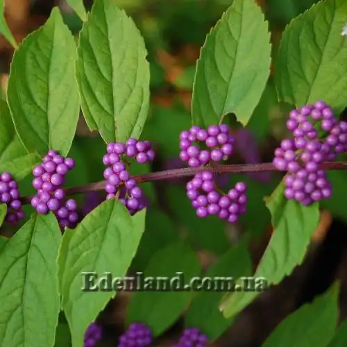 Изображение Каликарпа Бодинье - Callicarpa bodinieri