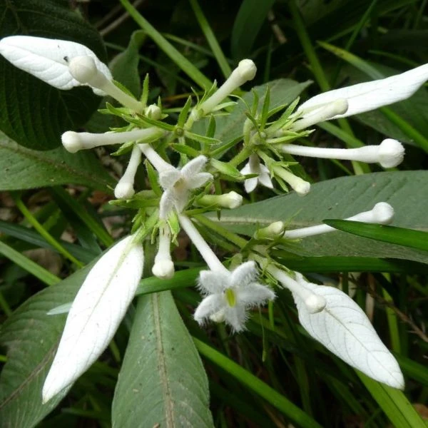 Зображення Неогіменопогон паразитичний - Neohymenopogon parasiticus 