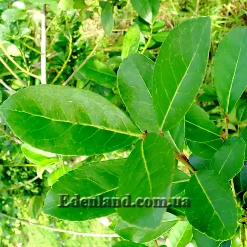 Изображение Падуб парагвайский - Ilex paraguariensis