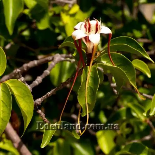 Изображение Строфантус Петерса  - Strophanthus petersianus