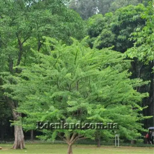 Зображення Кресцентія крилата - Crescentia alata