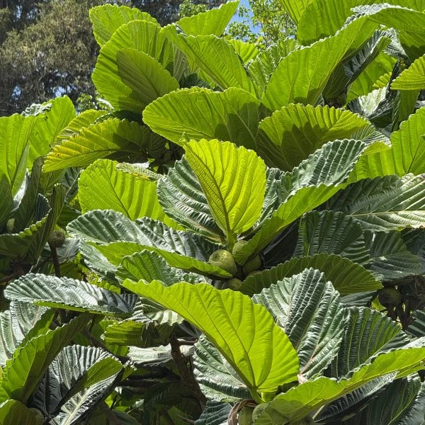 Изображение Фикус Бруса - Ficus brusii 