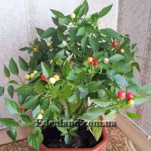 Зображення Перець гострий сорт Бабине літо