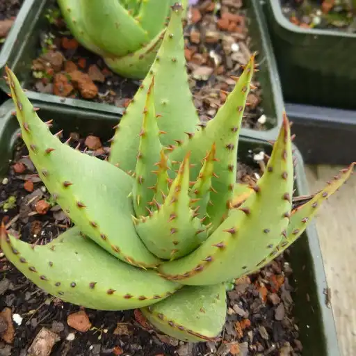 Изображение молодое растение