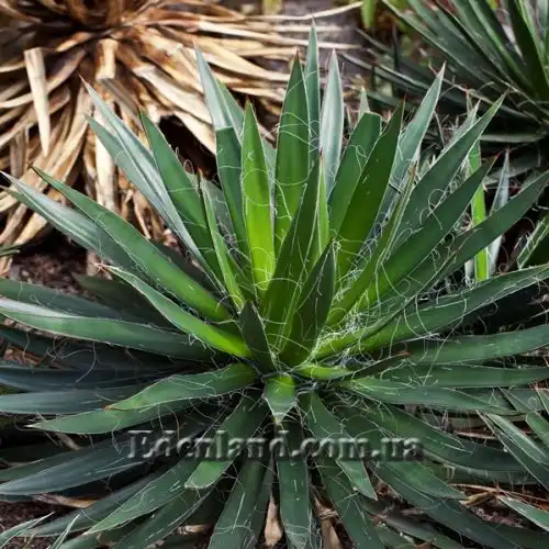 Изображение Агава нитеносная - Agave filifera