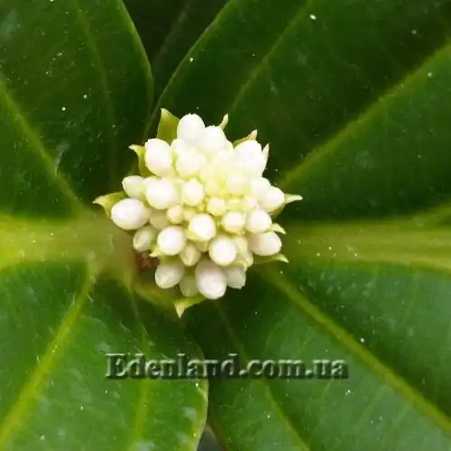 Зображення Медініла білоквіткова - Medinilla albiflora