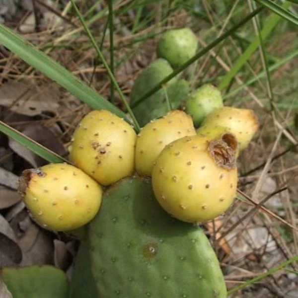 Зображення Тацинга неприємна - Tacinga inamoena 