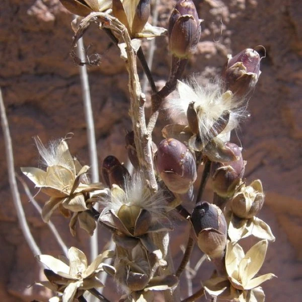 Изображение Ипомея хилопсисовидная  - Ipomoea chilopsidis