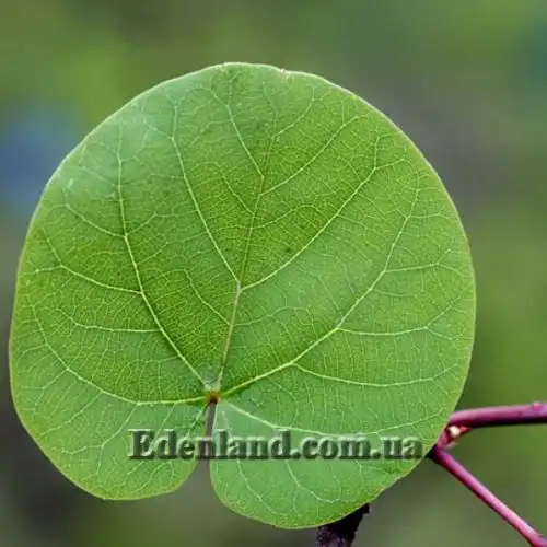 Изображение Церцис рожковый - Cercis siliquastrum