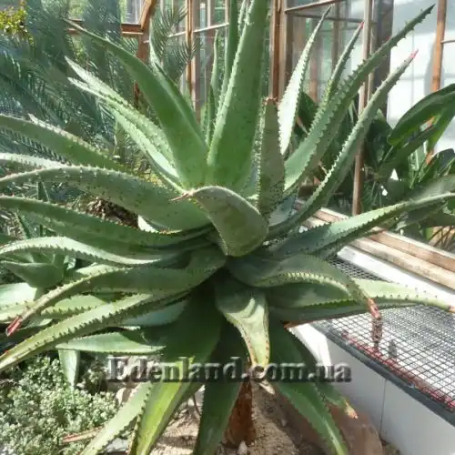 Зображення Алое страхітливе - Aloe ferox