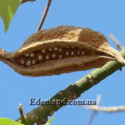 Изображение Брахихитон разноцветный - Brachychiton discolor