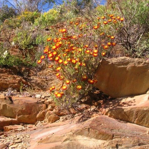Зображення рослина в природі 